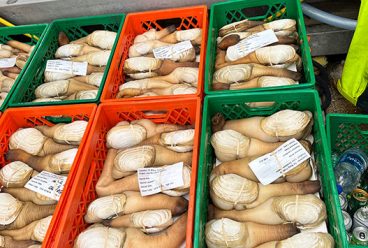 About Geoduck